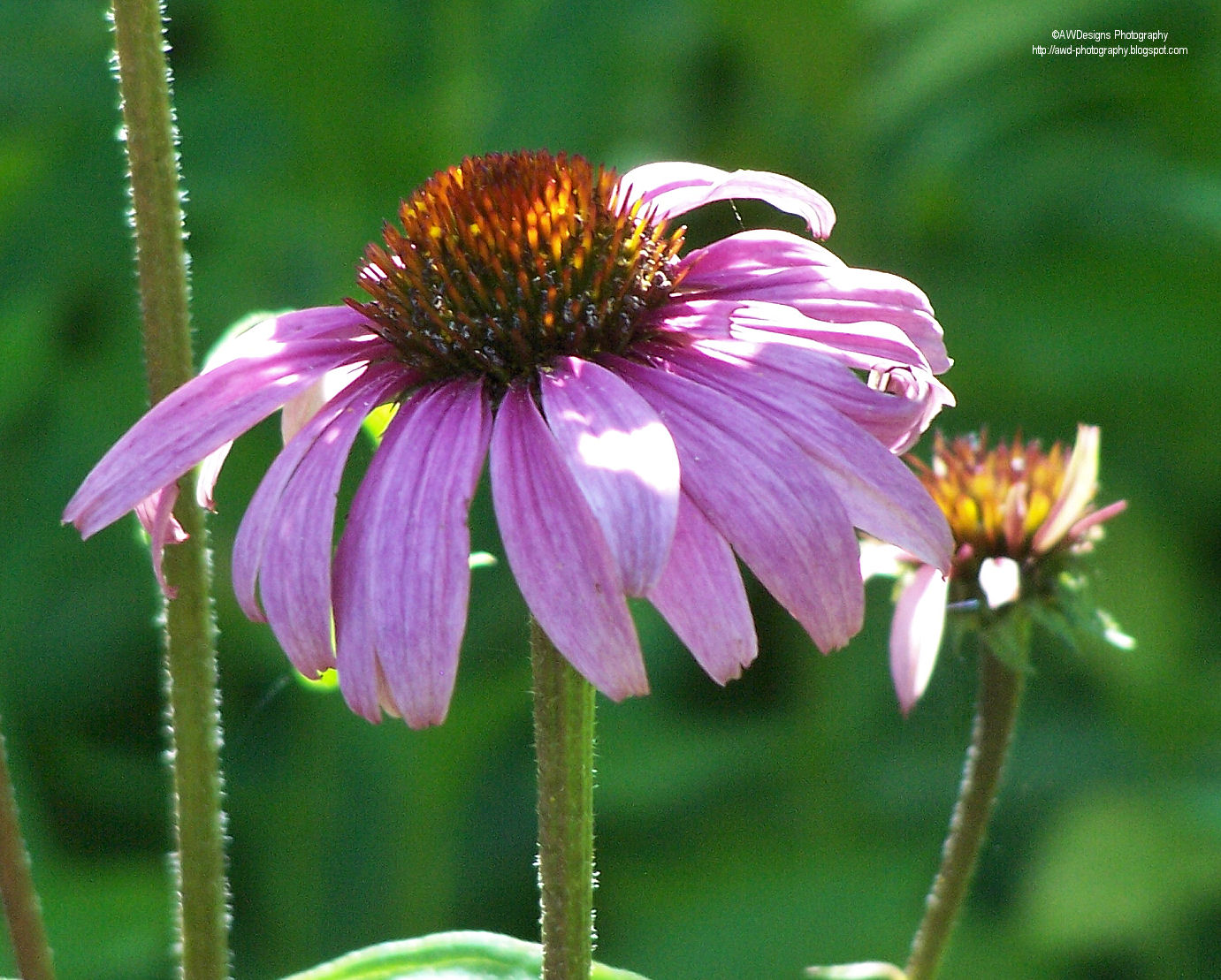 pink flower